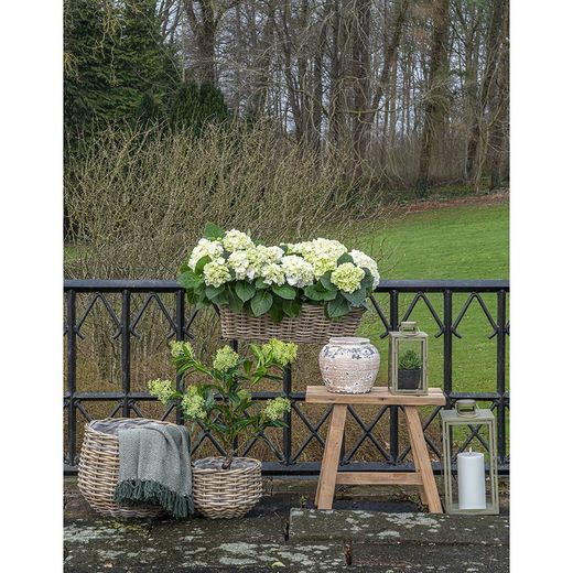Set di 2 ceste, 38 x 38 x 34 cm, in rattan naturale | Collezione Pulo