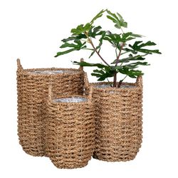 Set di 3 cesti, 31 x 31 x 37 cm, in erba marina naturale | Collezione Hue