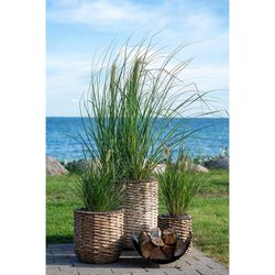 Set di 3 vasi da fiori, 49 x 49 x 51,5 cm, in giunco d'acqua naturale | Collezione Hanoi